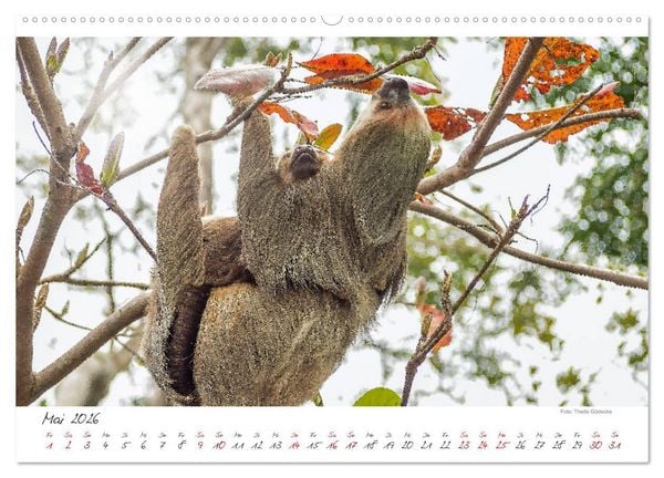 Produktbild: Natur pur, Costa Rica (hochwertiger Premium Wandkalender 2026 DIN A2 quer), Kunstdruck in Hochglanz