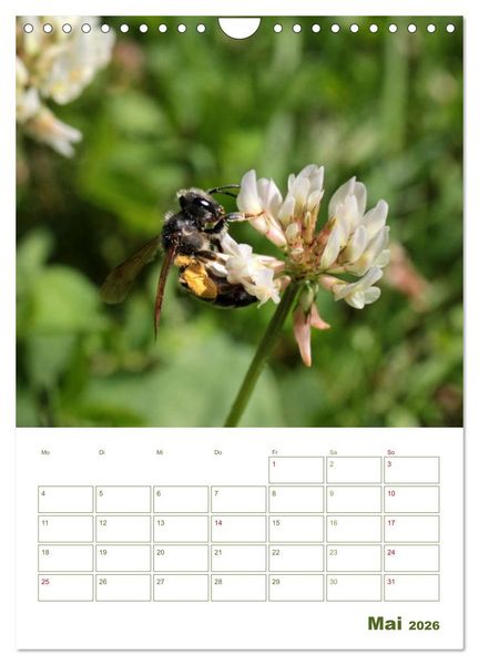Produktbild: Wildbienen-Terminplaner 2026 (Wandkalender 2026 DIN A4 hoch), CALVENDO Monatskalender