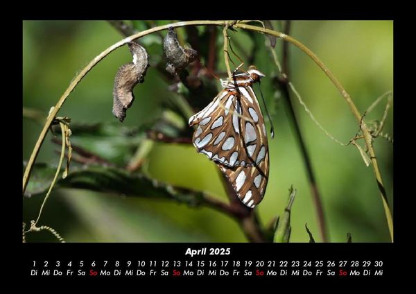 Produktbild: Bunte Pracht der Schmetterlinge 2025 Fotokalender DIN A3