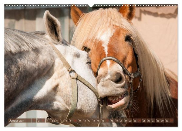 Produktbild: Das Lachen der Pferde - Lustige Gesichter (hochwertiger Premium Wandkalender 2027 DIN A2 quer), Kunstdruck in Hochglanz