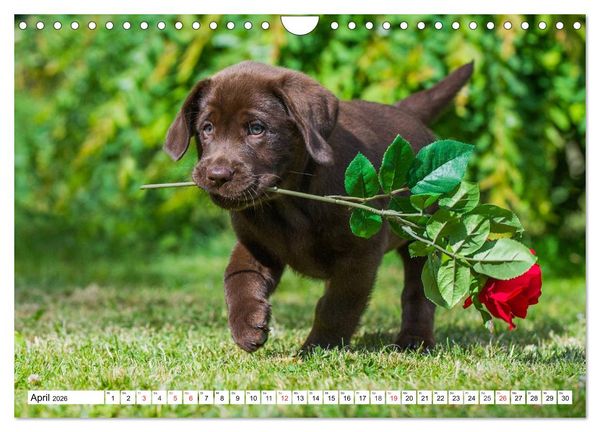 Produktbild: Labrador Retriever - Freunde f&uuml;r&acute;s Leben (Wandkalender 2026 DIN A4 quer), CALVENDO Monatskalender