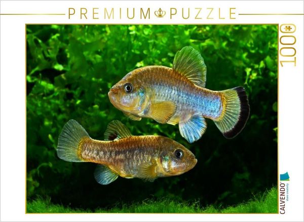 CALVENDO Puzzle Cyprinodon fontinalis, MEXIKO | 1000 Teile Lege-Größe 64x48cm Foto-Puzzle für glückliche Stunden