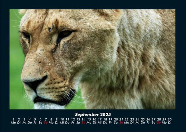 Produktbild: Tiere in der Wildnis 2025 Fotokalender DIN A4