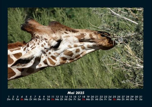 Produktbild: Giraffen 2025 Fotokalender DIN A4