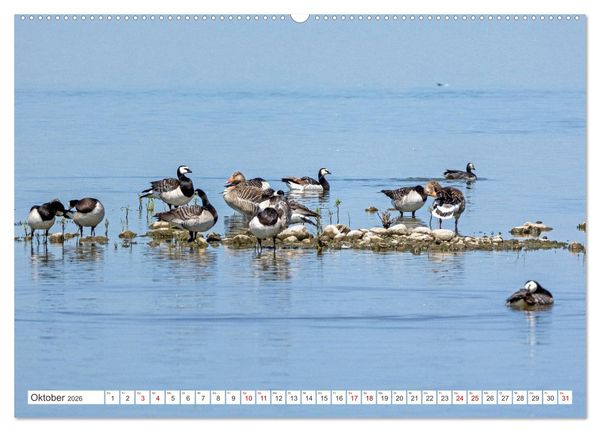 Produktbild: Sturmerprobt - V&ouml;gel an Nordfrieslands K&uuml;ste (hochwertiger Premium Wandkalender 2026 DIN A2 quer), Kunstdruck in Hochglanz