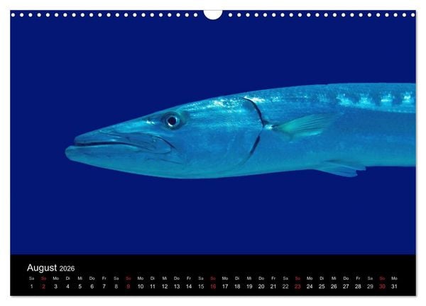 Produktbild: Meeres Sch&ouml;nheiten (Wandkalender 2026 DIN A3 quer), CALVENDO Monatskalender