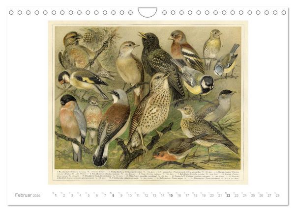 Produktbild: Farbenpr&auml;chtige Fauna. Fische, V&ouml;gel, Schmetterlinge in Grafiken des 19 Jahrhunderts (Wandkalender 2026 DIN A4 quer), CALVENDO Monatskalender