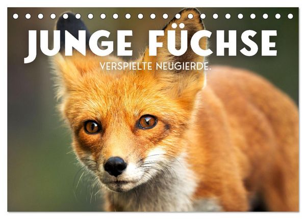 Junge Füchse - Verspielte Neugierde. (Tischkalender 2026 DIN A5 quer), CALVENDO Monatskalender