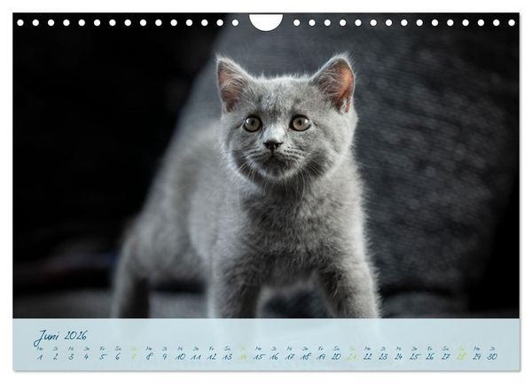 Produktbild: Ein kleiner Kater entdeckt die Welt! (Wandkalender 2026 DIN A4 quer), CALVENDO Monatskalender