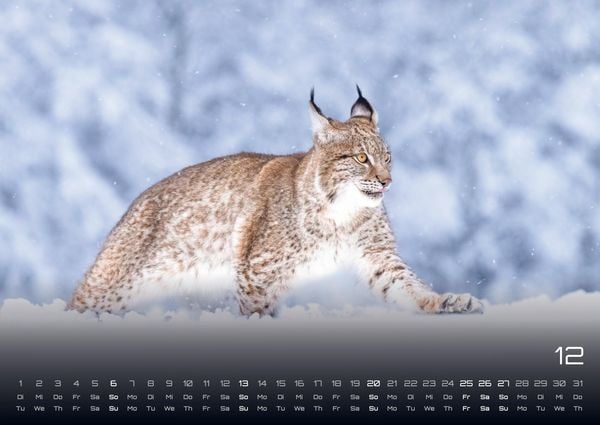 Produktbild: Waldtiere - Heimische Waldbewohner - Der Tierkalender - 2026 - Kalender DIN A2