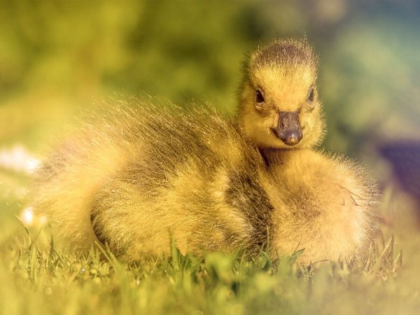 Produktbild: CALVENDO Puzzle Mit seinem flauschigen Look und dem s&uuml;&szlig;en Blick bringt dieses Entlein jeden zum L&auml;cheln. | 1000 Teile Lege-Gr&ouml;&szlig;e 64x48cm Foto-Puzzle f