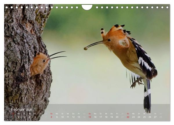 Produktbild: Wiedehopf (Wandkalender 2026 DIN A4 quer), CALVENDO Monatskalender
