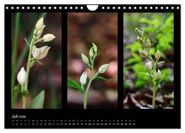 Produktbild: Heimische Orchideen im Dreierpack (Wandkalender 2026 DIN A4 quer), CALVENDO Monatskalender