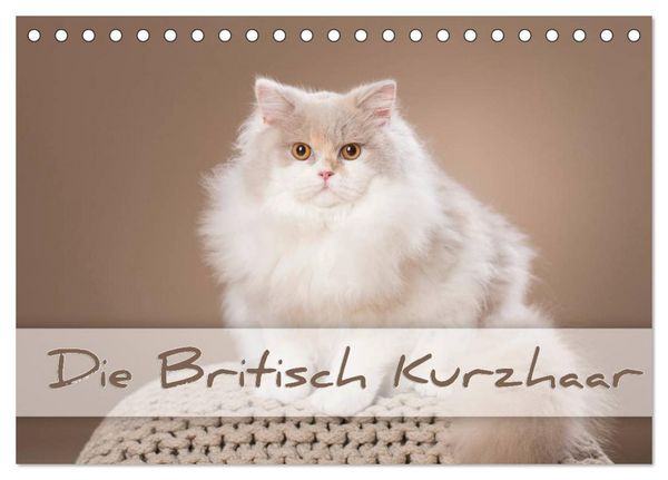Produktbild: Die Britisch Kurzhaar (Tischkalender 2026 DIN A5 quer), CALVENDO Monatskalender