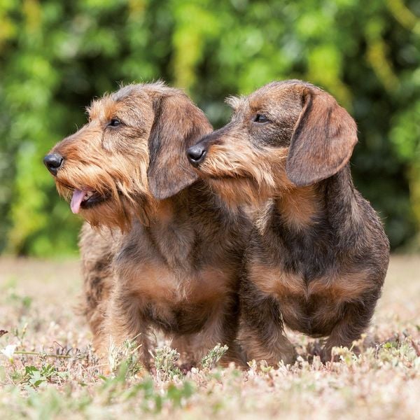 Produktbild: Dackel / Dachshund 2027