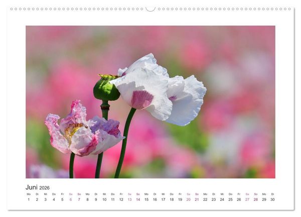 Produktbild: Mohn, Bl&uuml;tenzauber in Rosa, Pink und Wei&szlig; (Wandkalender 2026 DIN A2 quer), CALVENDO Monatskalender