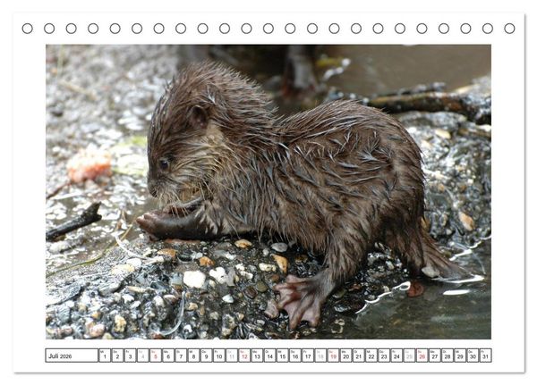 Produktbild: Kleine Schelme - Tierbabys (Tischkalender 2026 DIN A5 quer), CALVENDO Monatskalender