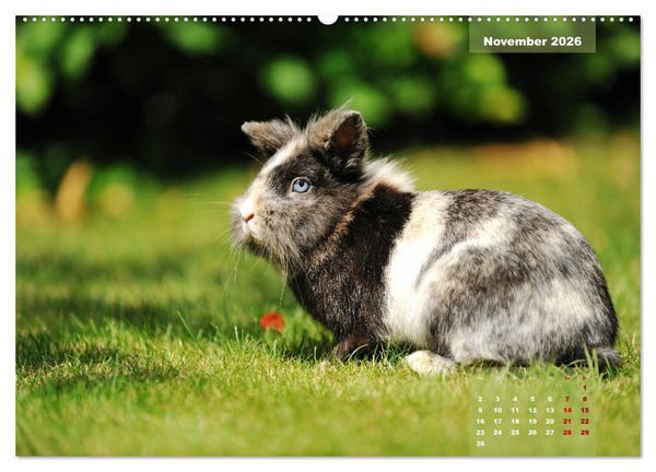 Produktbild: Kaninchen klein und putzig (Wandkalender 2026 DIN A2 quer), CALVENDO Monatskalender