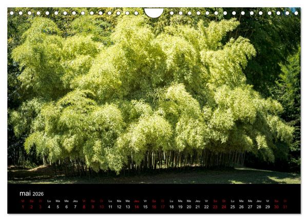 Produktbild: Nature sud de la France (Calendrier mural 2026 DIN A4 vertical), CALVENDO calendrier mensuel