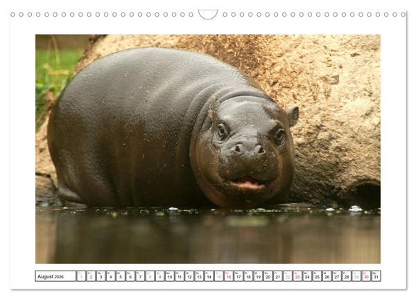 Produktbild: Kleine Schelme - Tierbabys (Wandkalender 2026 DIN A3 quer), CALVENDO Monatskalender