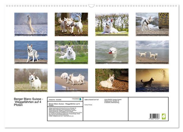 Produktbild: Berger Blanc Suisse - Weggef&auml;hrten auf 4 Pfoten (Wandkalender 2026 DIN A2 quer), CALVENDO Monatskalender