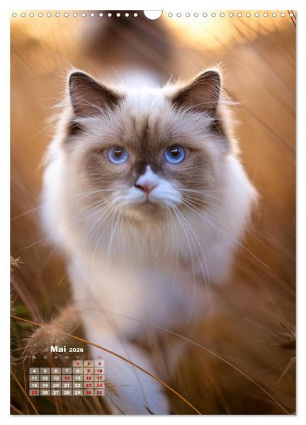 Produktbild: Pfotenabenteuer - Ragdolls in der Natur (Wandkalender 2026 DIN A3 hoch), CALVENDO Monatskalender