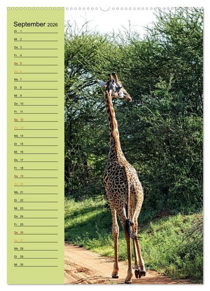Produktbild: Giraffen. Voller Stolz und Grazie (hochwertiger Premium Wandkalender 2026 DIN A2 hoch), Kunstdruck in Hochglanz