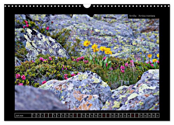 Produktbild: Alpine Flora in der Hom&ouml;opathie (Wandkalender 2026 DIN A3 quer), CALVENDO Monatskalender