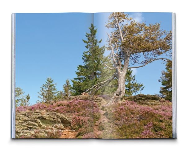 Produktbild: KOMPASS Wanderf&uuml;hrer Bayerischer Wald, Cham, Bodenmais, Zwiesel, Freyung, Passau, 60 Touren