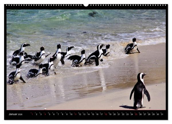 Produktbild: S&Uuml;DAFRIKA Augenblicke (Wandkalender 2026 DIN A2 quer), CALVENDO Monatskalender