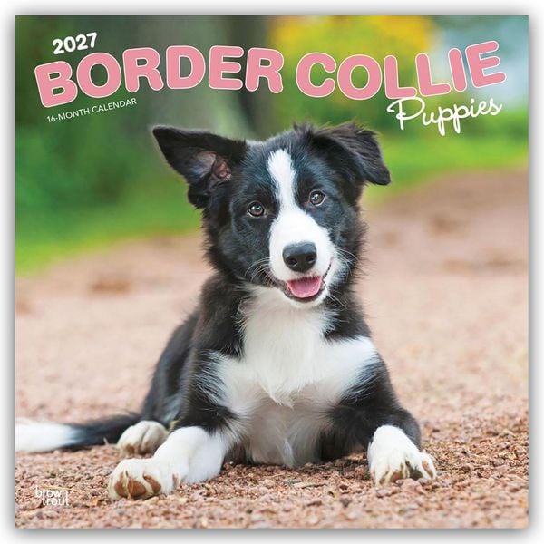 Produktbild: Border Collie Puppies &ndash; Border Collie Welpen 2027 &ndash; 16-Monatskalender