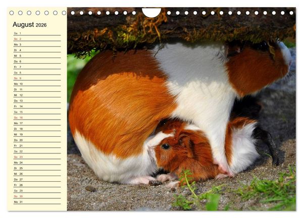Produktbild: Meerschweinchen. Geliebte Nager (Wandkalender 2026 DIN A4 quer), CALVENDO Monatskalender