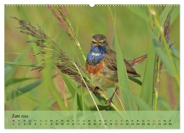 Produktbild: Faszination Zugv&ouml;gel - Rekorde in der Vogelwelt (Wandkalender 2026 DIN A2 quer), CALVENDO Monatskalender