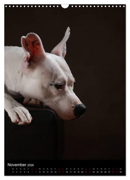 Produktbild: Stille Momente - Die sensible Seite der Hunde (Wandkalender 2026 DIN A3 hoch), CALVENDO Monatskalender