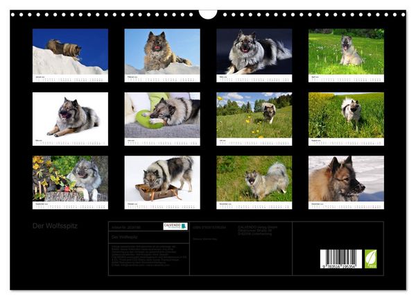 Produktbild: Der Wolfsspitz (Wandkalender 2026 DIN A3 quer), CALVENDO Monatskalender