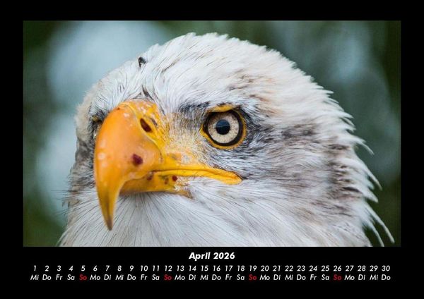 Produktbild: Adler 2026 Fotokalender DIN A3