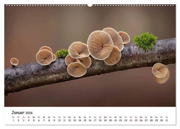Produktbild: Pilzgalerie - Heimische Pilze von ihrer sch&ouml;nsten Seite (Wandkalender 2026 DIN A2 quer), CALVENDO Monatskalender