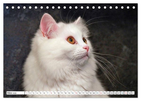 Produktbild: Die Perserkatze - Farbschlag Wei&szlig; (Tischkalender 2026 DIN A5 quer), CALVENDO Monatskalender