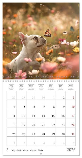 Produktbild: French Bulldogs (Wall Calendar 2026 12 &times; 12 Inch) CALVENDO 12 Month Wall Calendar