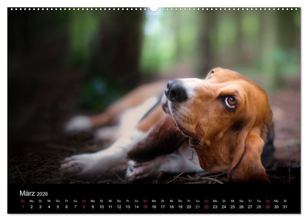 Produktbild: Der Basset, eine LANGE und besondere Liebe (Wandkalender 2026 DIN A2 quer), CALVENDO Monatskalender