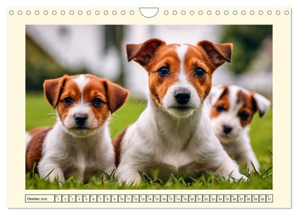 Produktbild: Winzlinge der Hundewelt (Wandkalender 2026 DIN A4 quer), CALVENDO Monatskalender