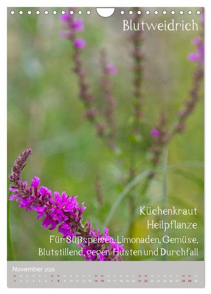 Produktbild: Unkr&auml;uter - N&uuml;tzliche Wildpflanzen auf der Wiese (Wandkalender 2026 DIN A4 hoch), CALVENDO Monatskalender