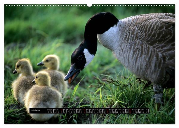 Produktbild: CANADA GOOSE / UK-Version (High Quality Premium Wall Calendar 2026 DIN A2 landscape),CALVENDO 12 Month Wall Calendar
