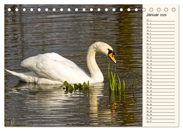 Produktbild: Schwanenzauber (Tischkalender 2026 DIN A5 quer), CALVENDO Monatskalender