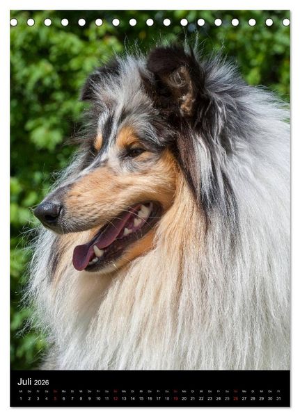 Produktbild: Collie 2026 (Tischkalender 2026 DIN A5 hoch), CALVENDO Monatskalender