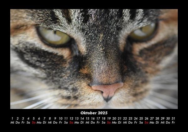 Produktbild: F&uuml;r Katzenfreunde 2025 Fotokalender DIN A3