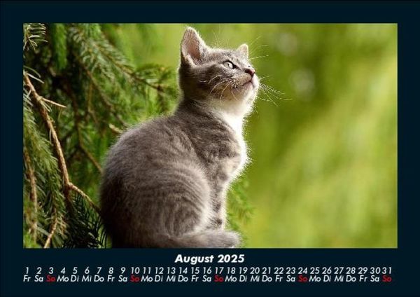 Produktbild: Katzen 2025 Fotokalender DIN A5