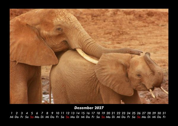 Produktbild: Der Elefantenkalender 2027 Fotokalender DIN A3