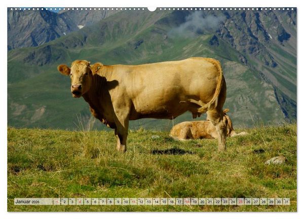 Produktbild: Gl&uuml;ckliche K&uuml;he auf saftigen Wiesen (Wandkalender 2026 DIN A2 quer), CALVENDO Monatskalender