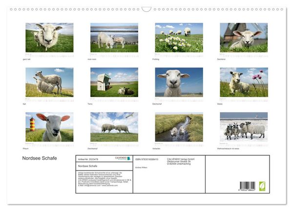 Produktbild: Nordsee Schafe (Wandkalender 2026 DIN A2 quer), CALVENDO Monatskalender